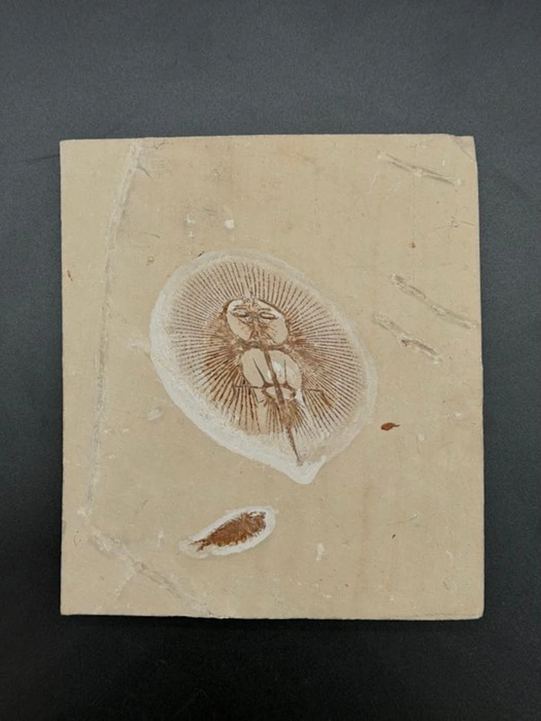 Fish - Fossilised articulated skeleton - Cyclobatis...