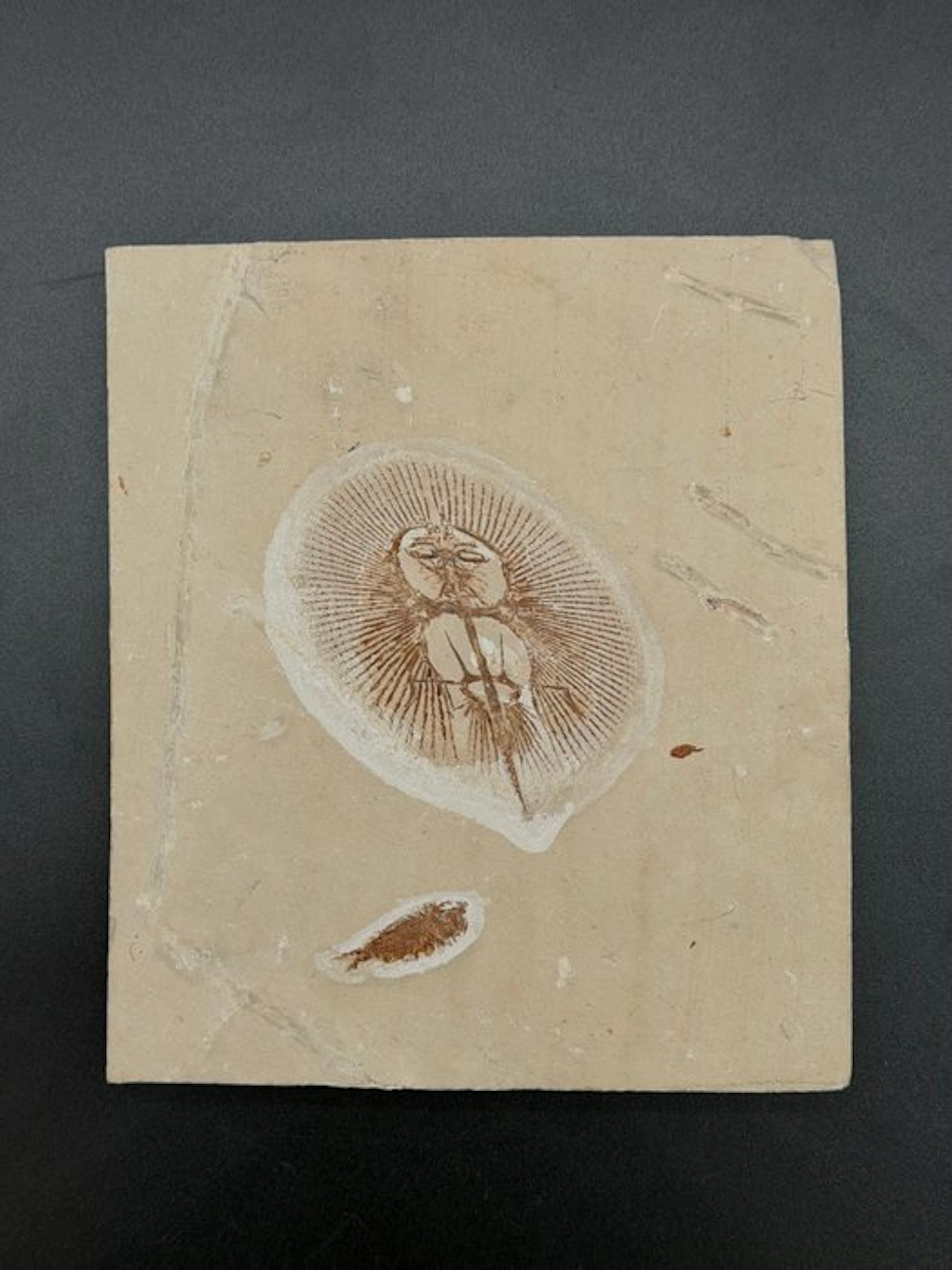 Fish - Fossilised articulated skeleton - Cyclobatis...