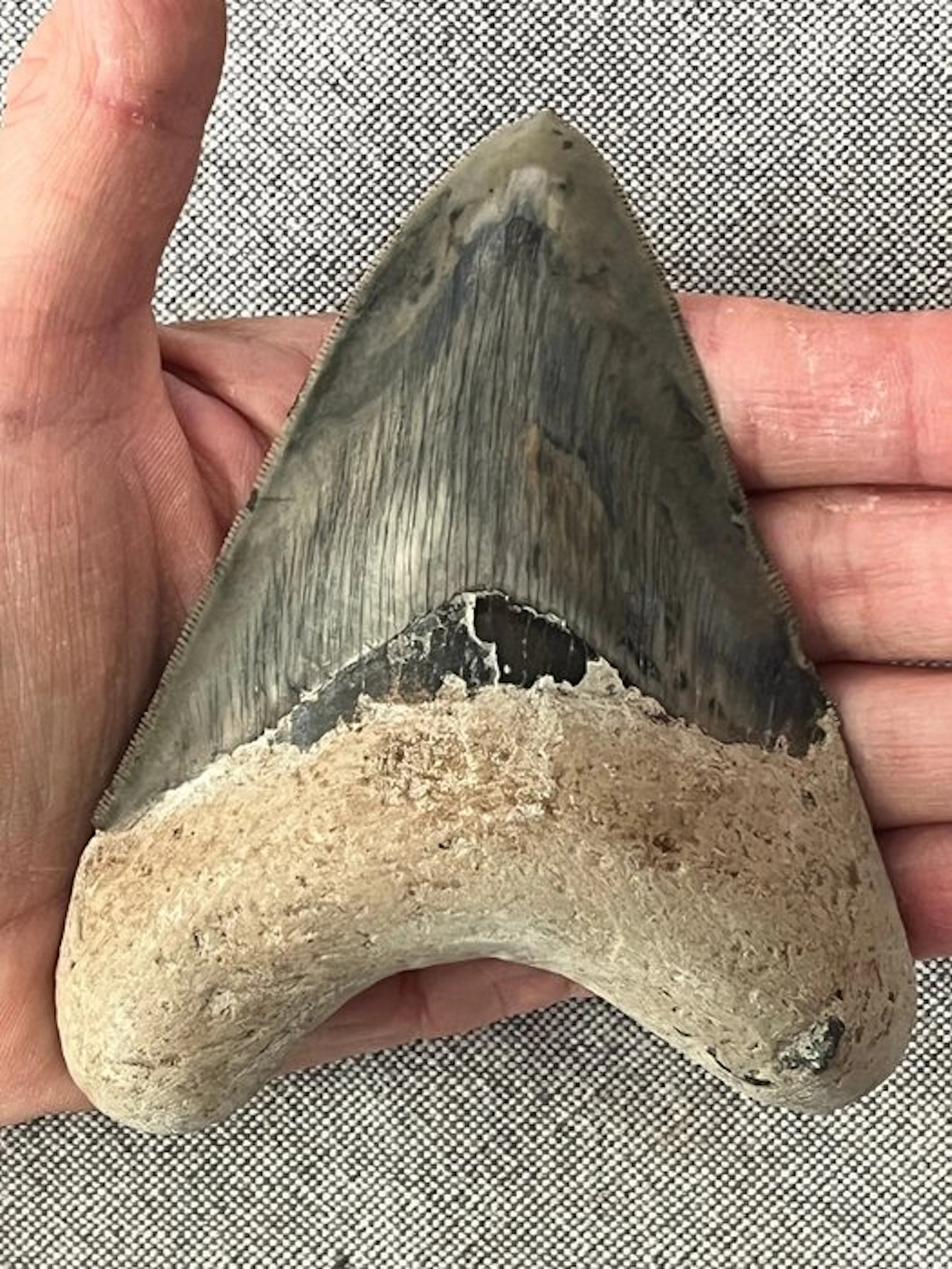 Megalodon tooth 11,9 cm - Fossil tooth - Carcharocles megalodon