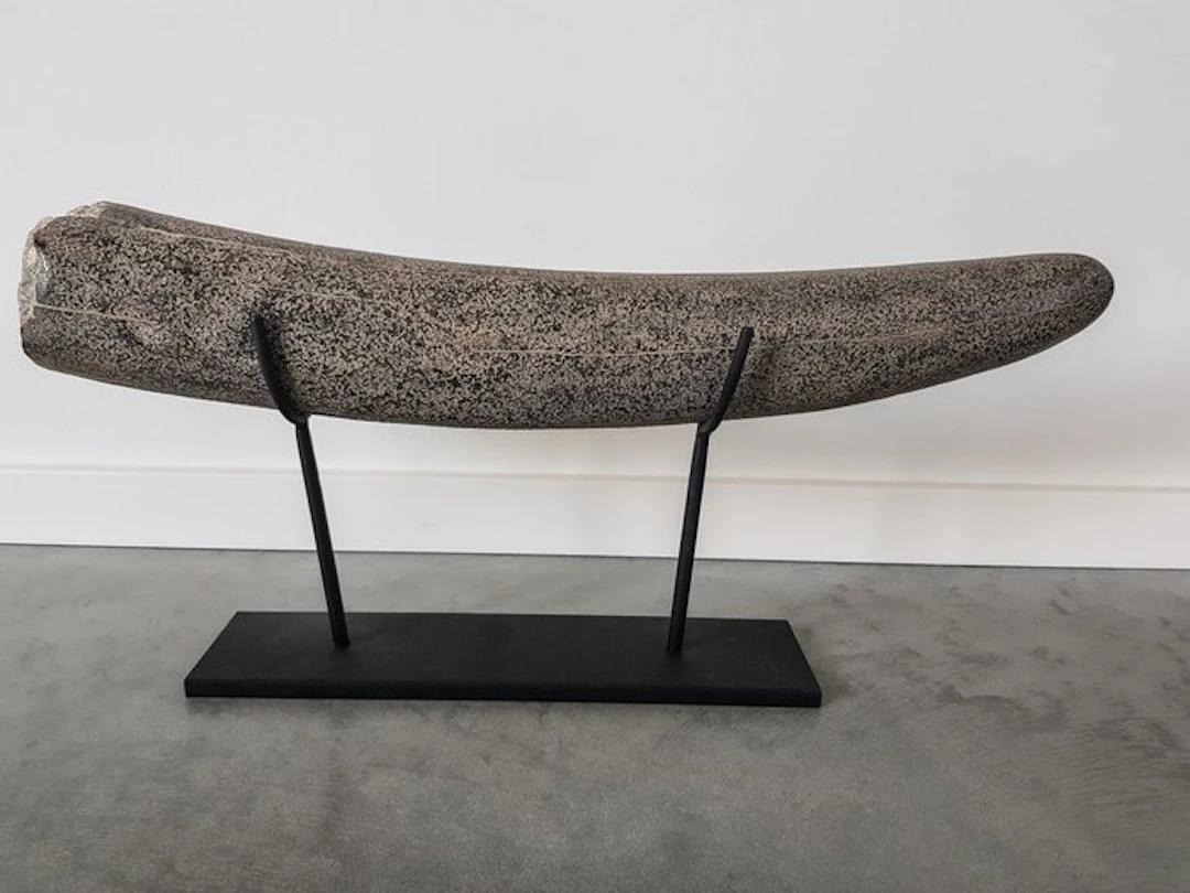 Stegodont - Fossilised tusk - 530 mm - 90 mm