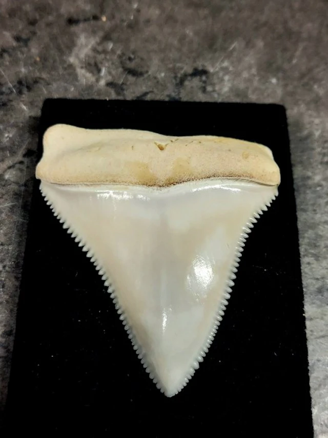 huge tooth of a great white shark Taxidermy full body...