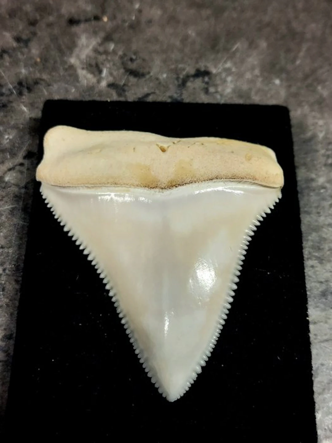 huge tooth of a great white shark Taxidermy full body...