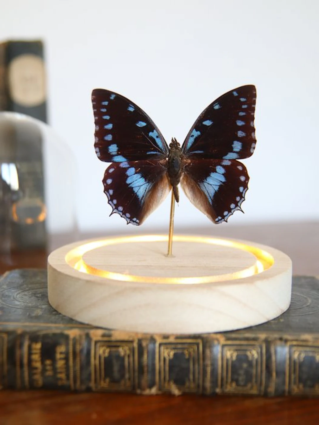 Butterfly Taxidermy full body mount - Charaxes amelia –...