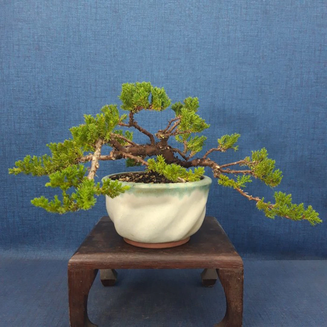 Juniper bonsai (Juniperus) - Height (Tree): 13 cm - Depth (Tree): 39 cm - Spain