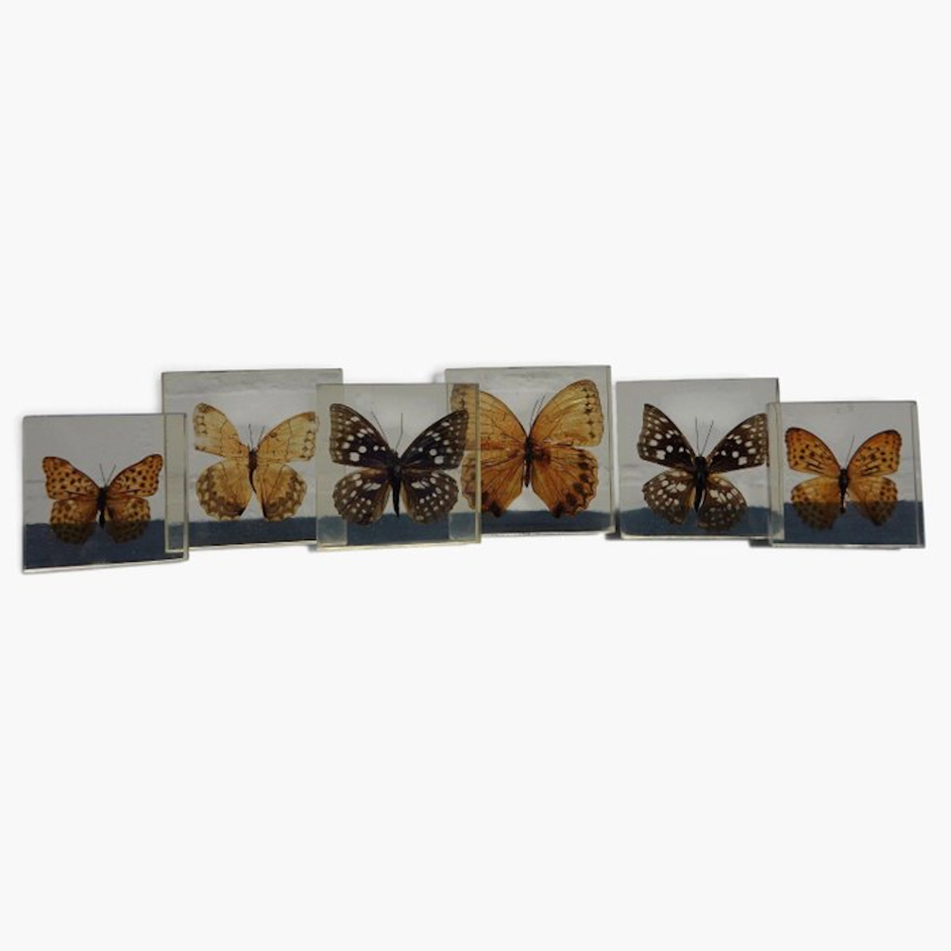 Butterfly in resin Taxidermy wall mount - various...