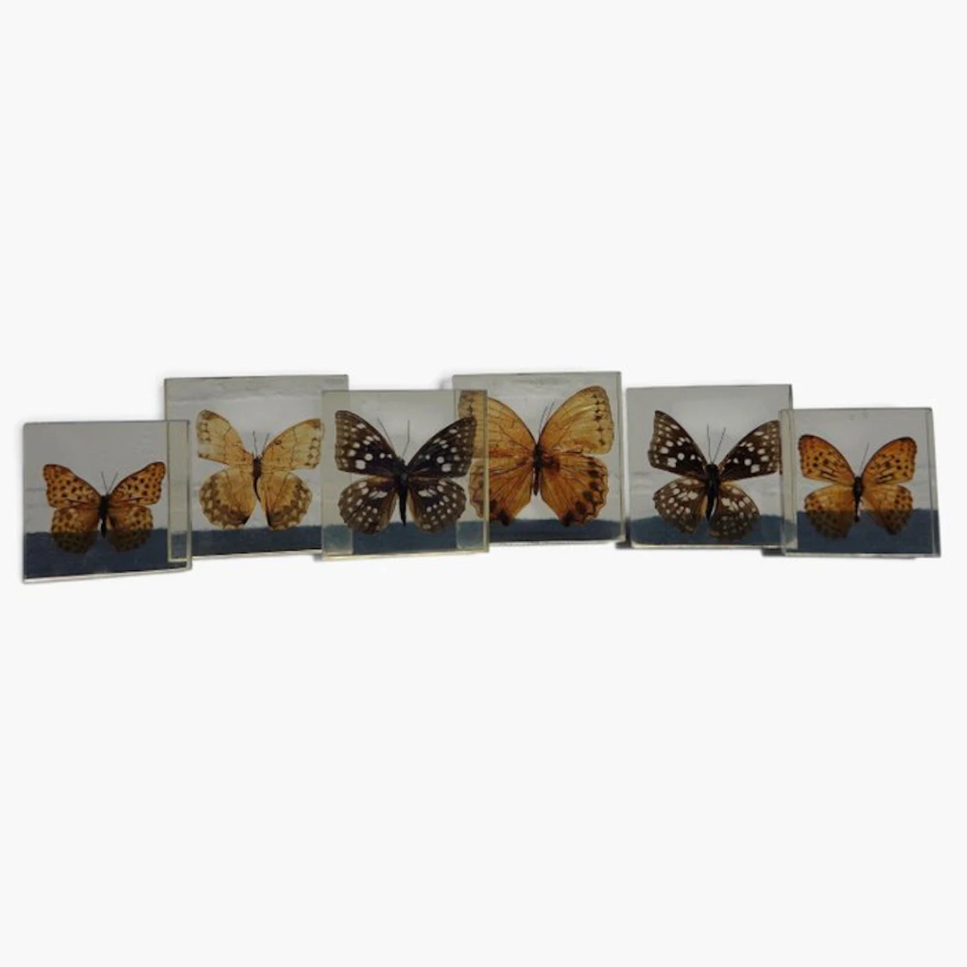 Butterfly in resin Taxidermy wall mount - various...