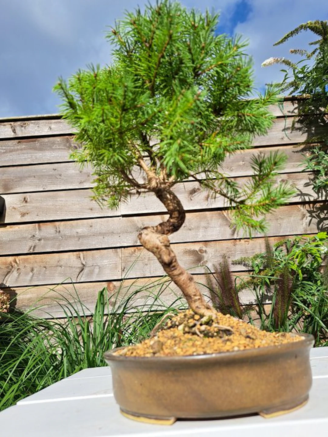 Spruce bonsai (Picea) - Height (Tree): 28 cm - Depth (Tree): 20 cm