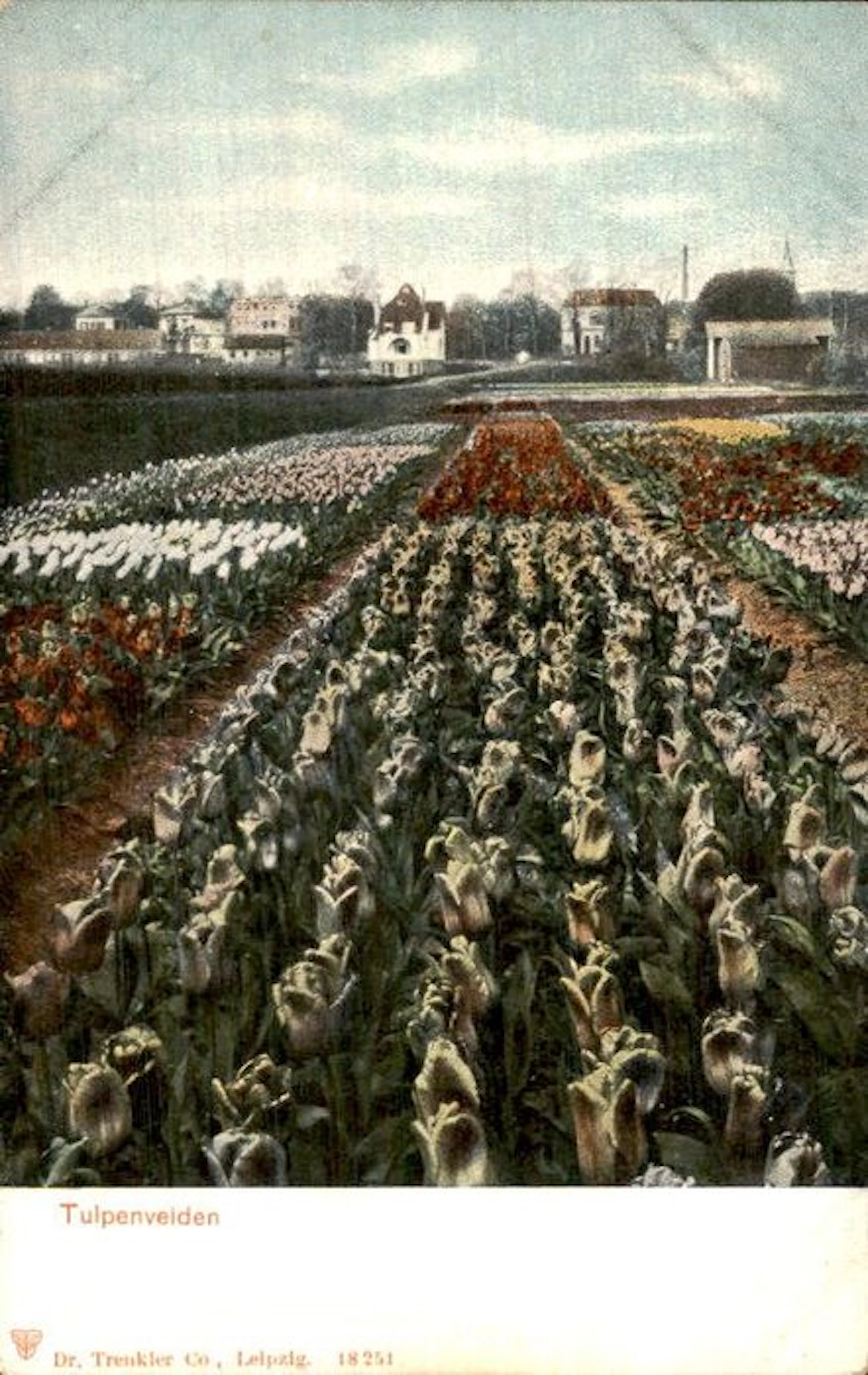 Flowers - Postcard (152) - 1900-1999
