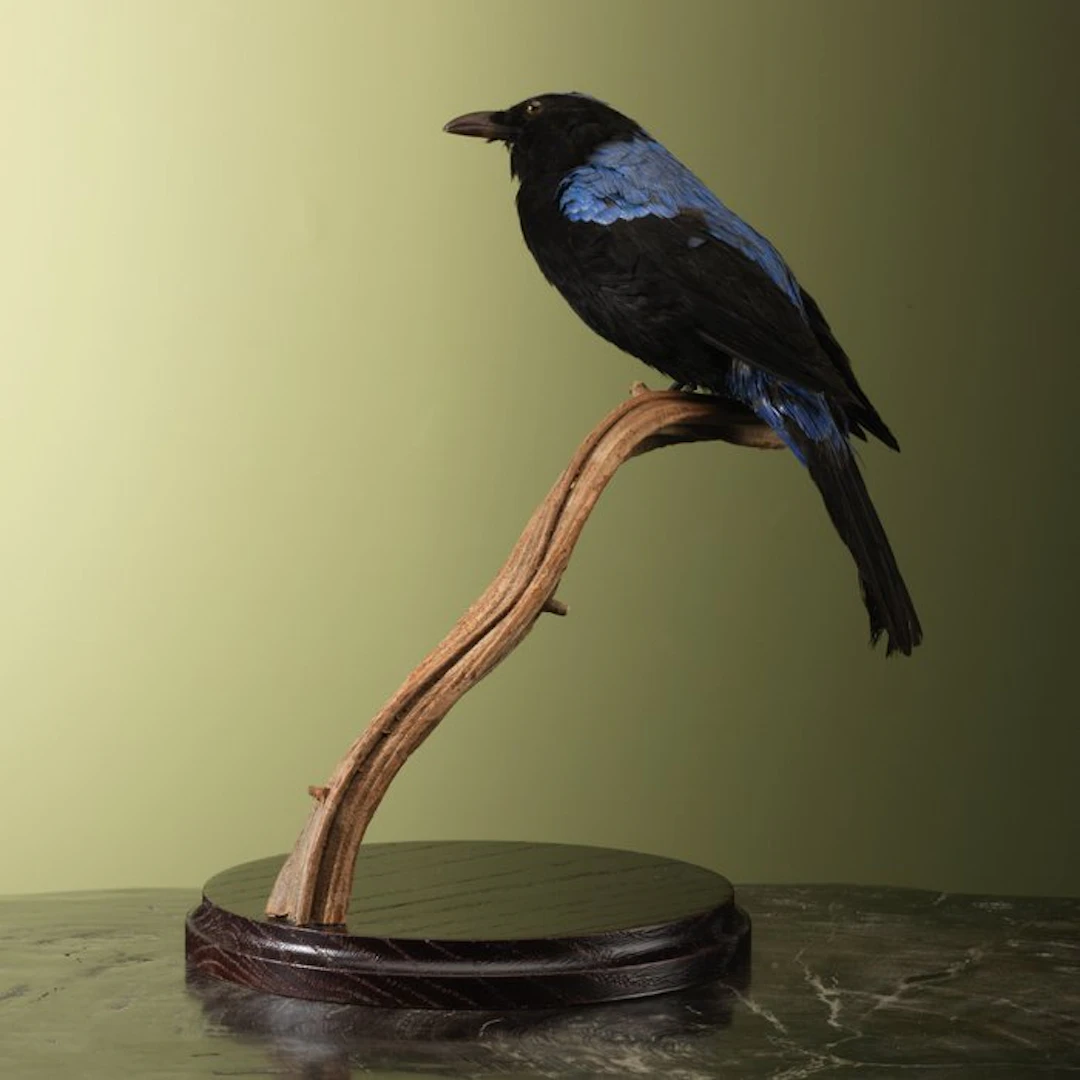 Irena Taxidermy full body mount - Irena puella - 25 cm...