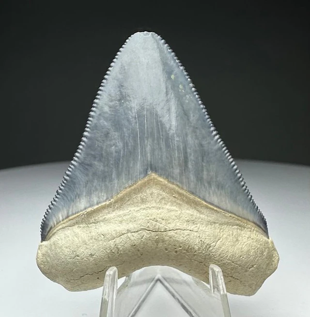 Megalodon - Fossil tooth - 5 cm - 4 cm