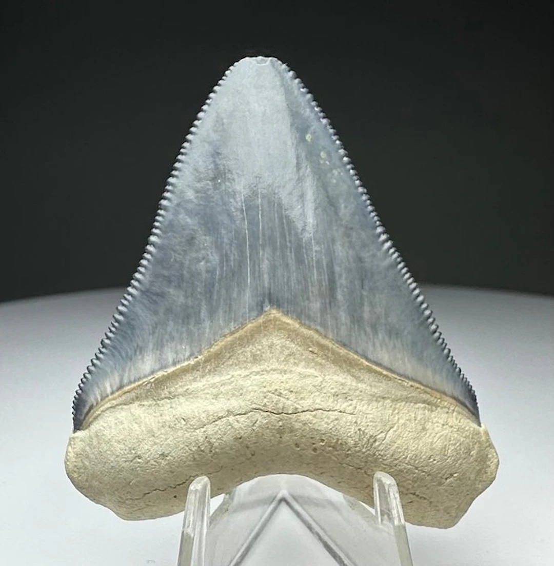 Megalodon - Fossil tooth - 5 cm - 4 cm