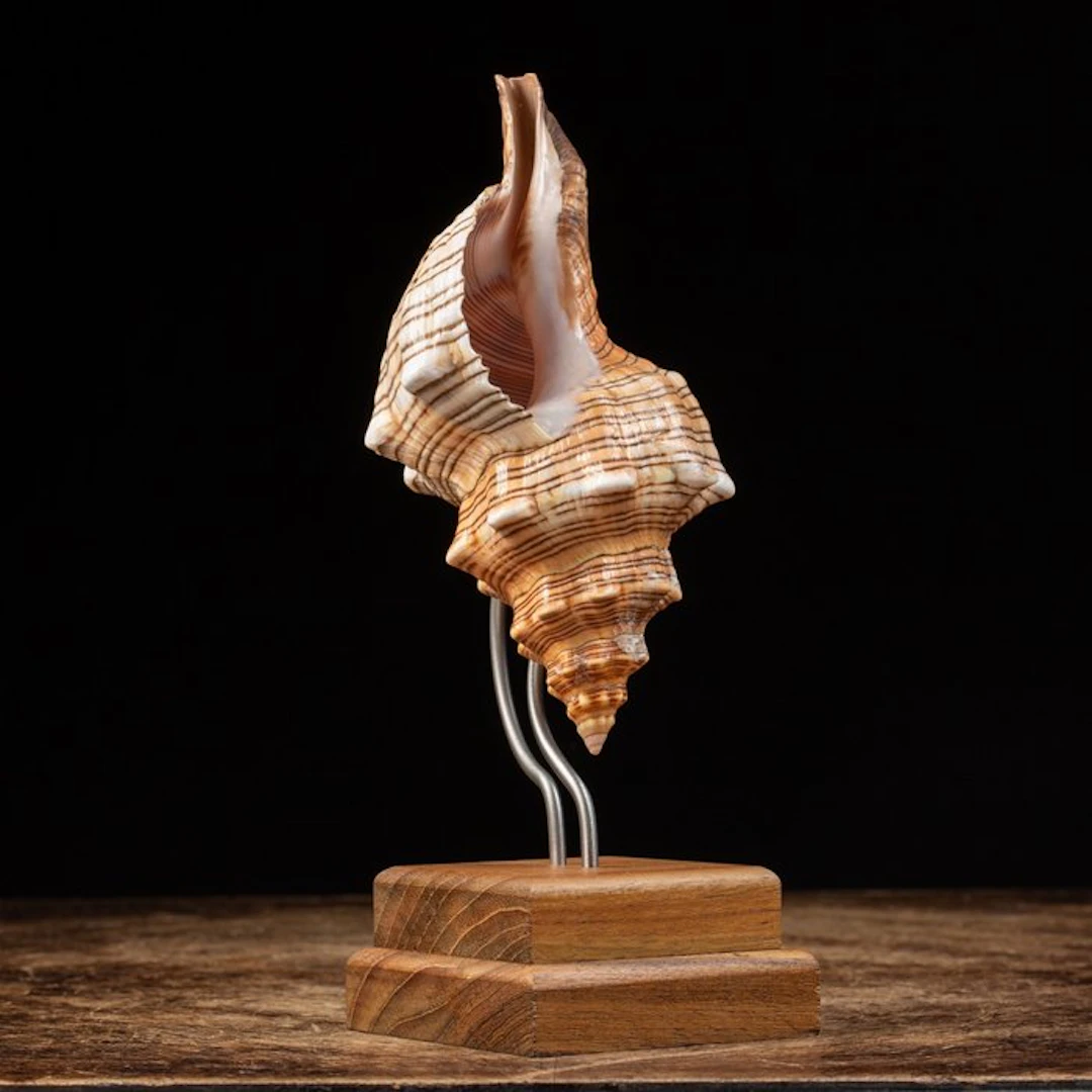 Wonderfuyl Shell on Artistic Pedestal - Sea shell...