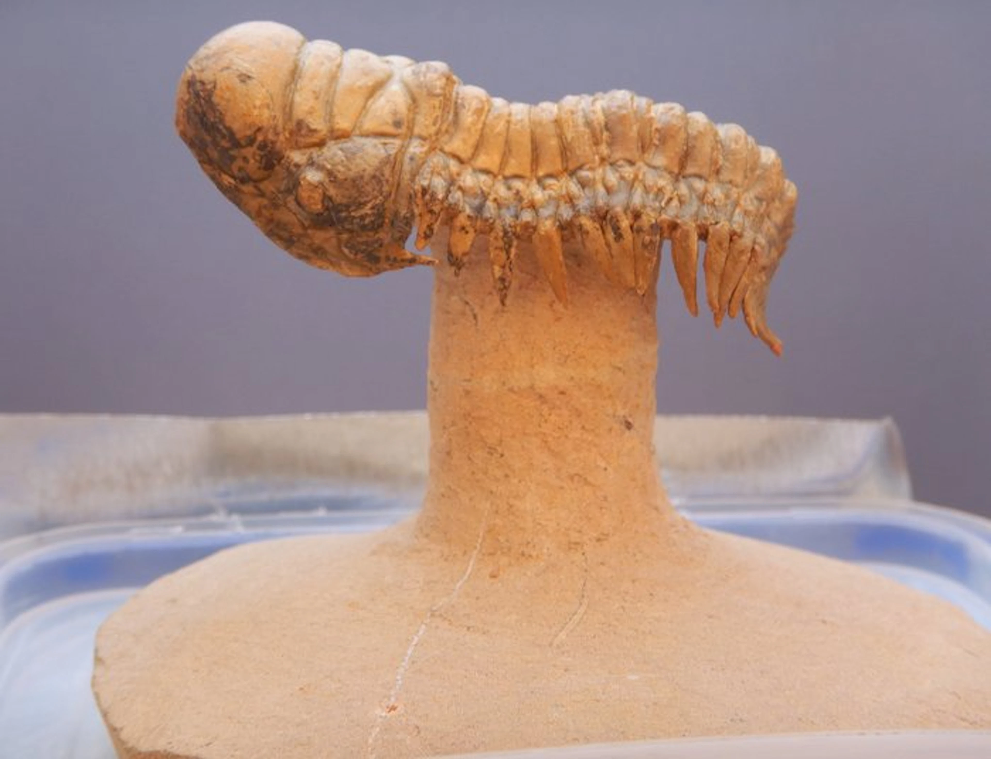 Trilobite - Fossilised animal - Crotalocephalus gibbus XXL size - 11 cm - 11 cm