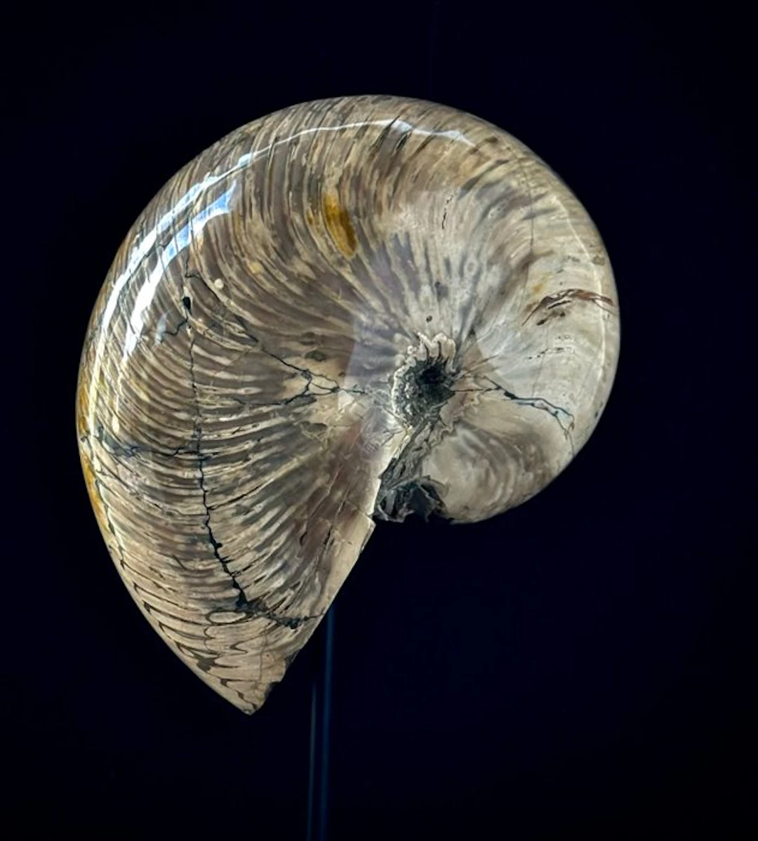 Nautilus - Fossil fragment - Nautilus Fossils - 30 cm - 18 cm
