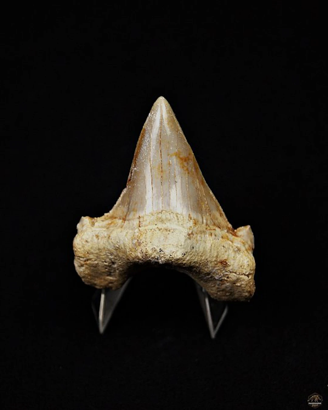 Shark - Fossil tooth - Otodus Obliquus (No reserve price)