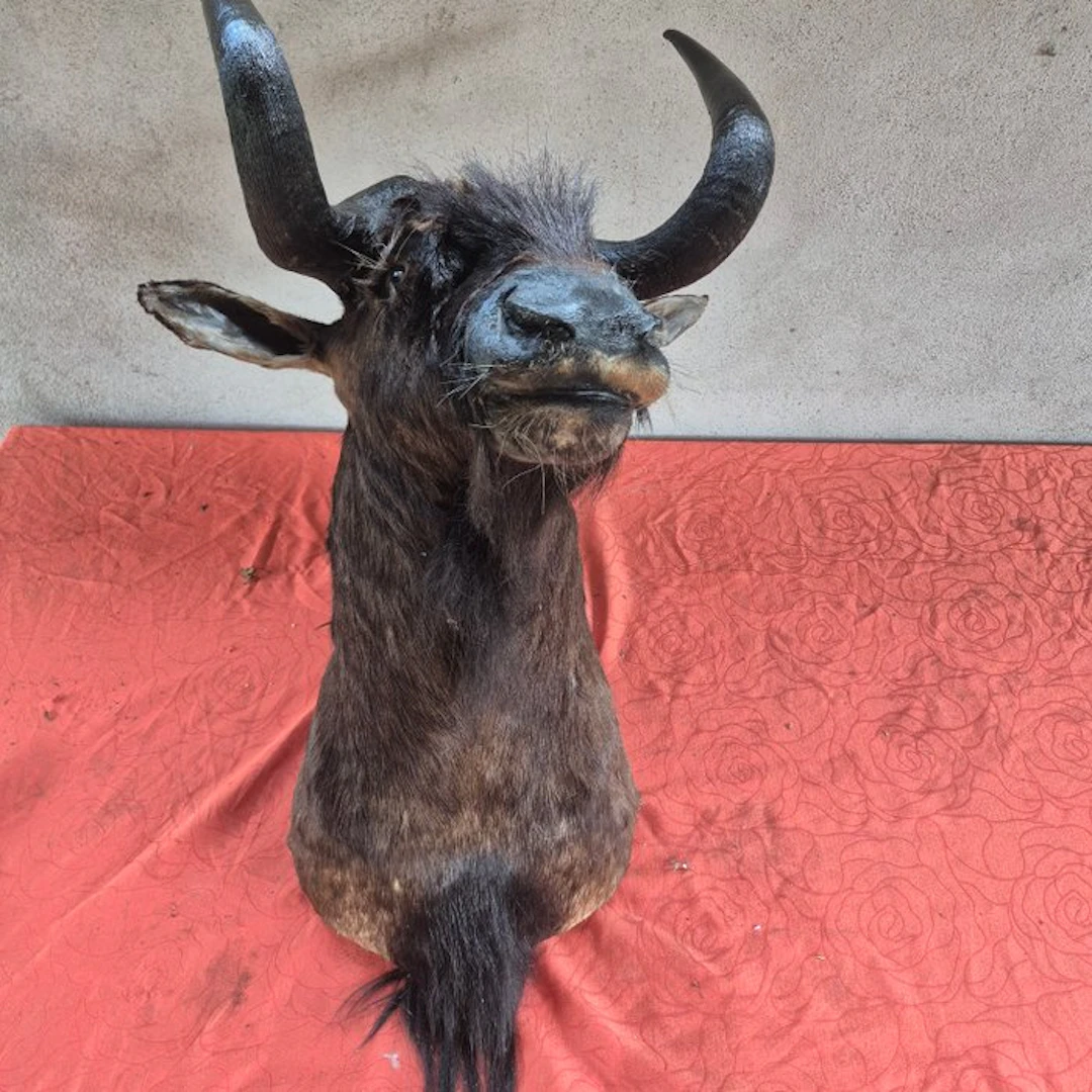 Black wildebeest Taxidermy full body mount - Connochaetes...
