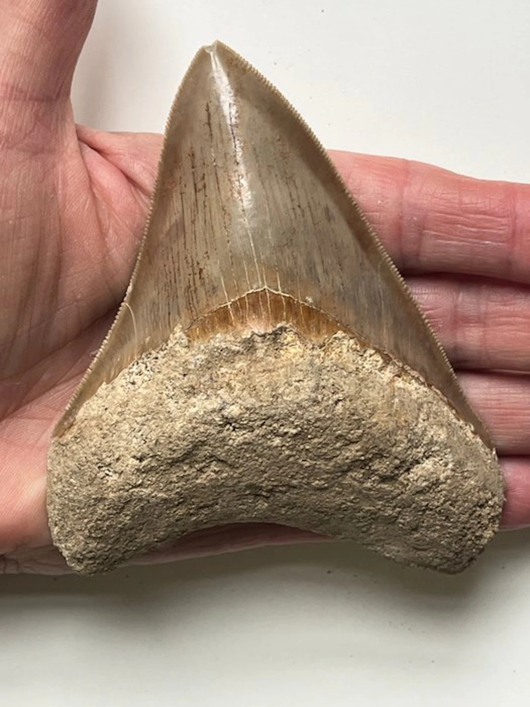 Megalodon tooth 11,2 cm - Fossil tooth - Carcharocles megalodon