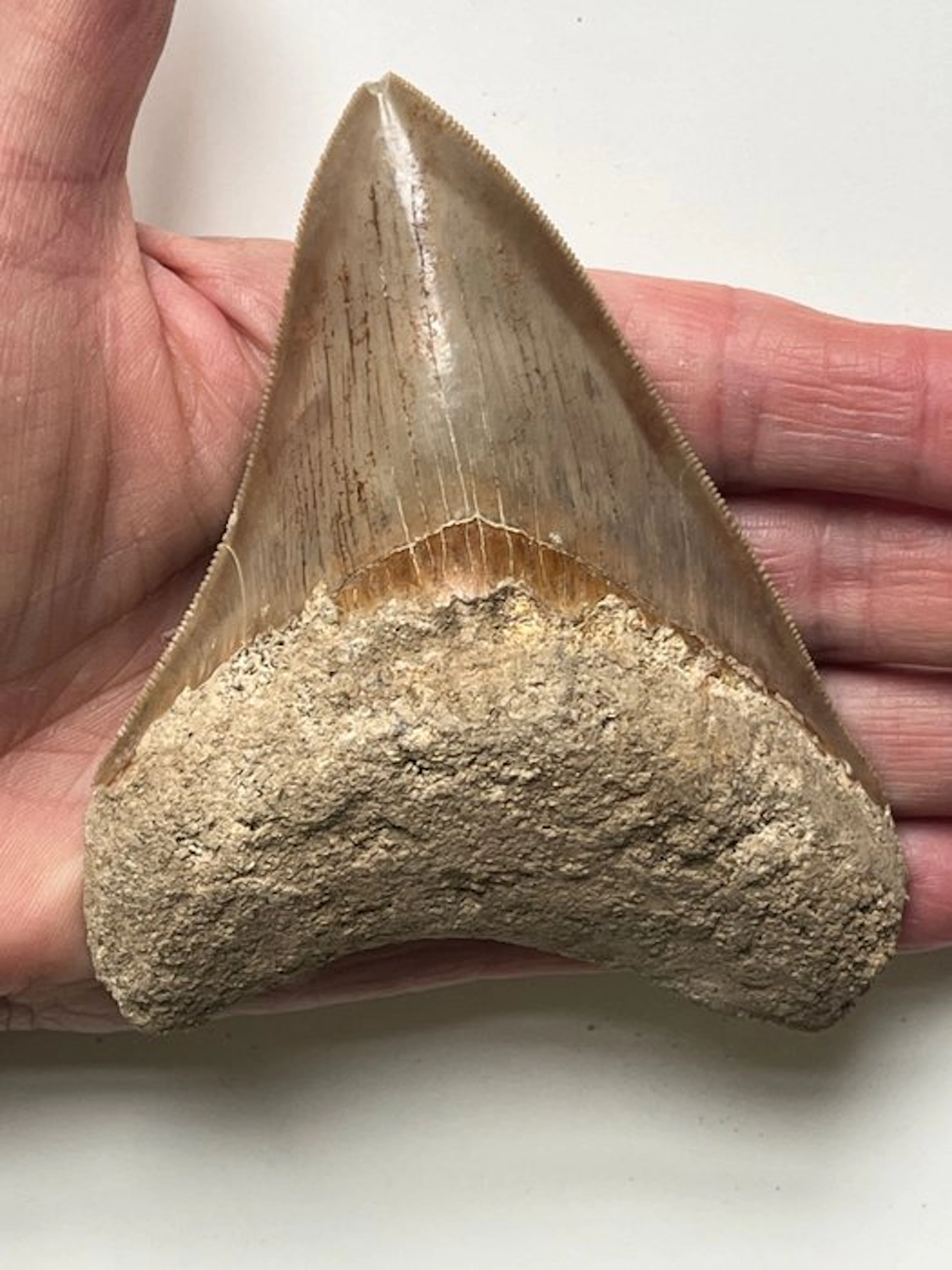 Megalodon tooth 11,2 cm - Fossil tooth - Carcharocles megalodon