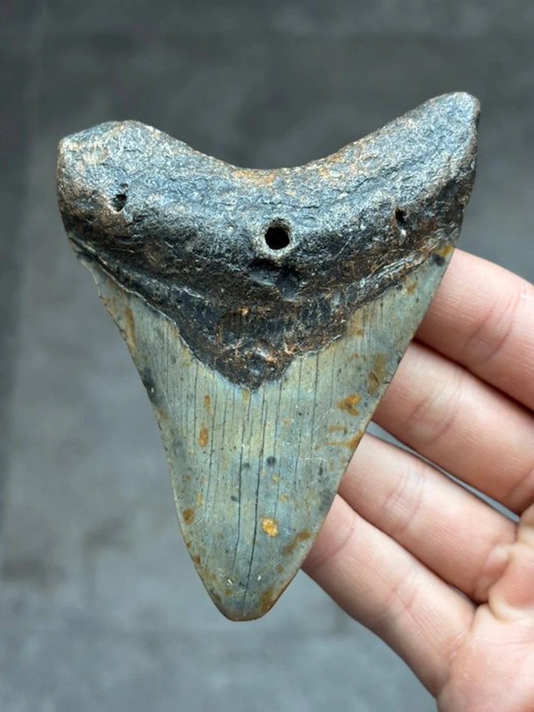 Megalodon - Fossil tooth - Otodus Megalodon - 11.18 cm
