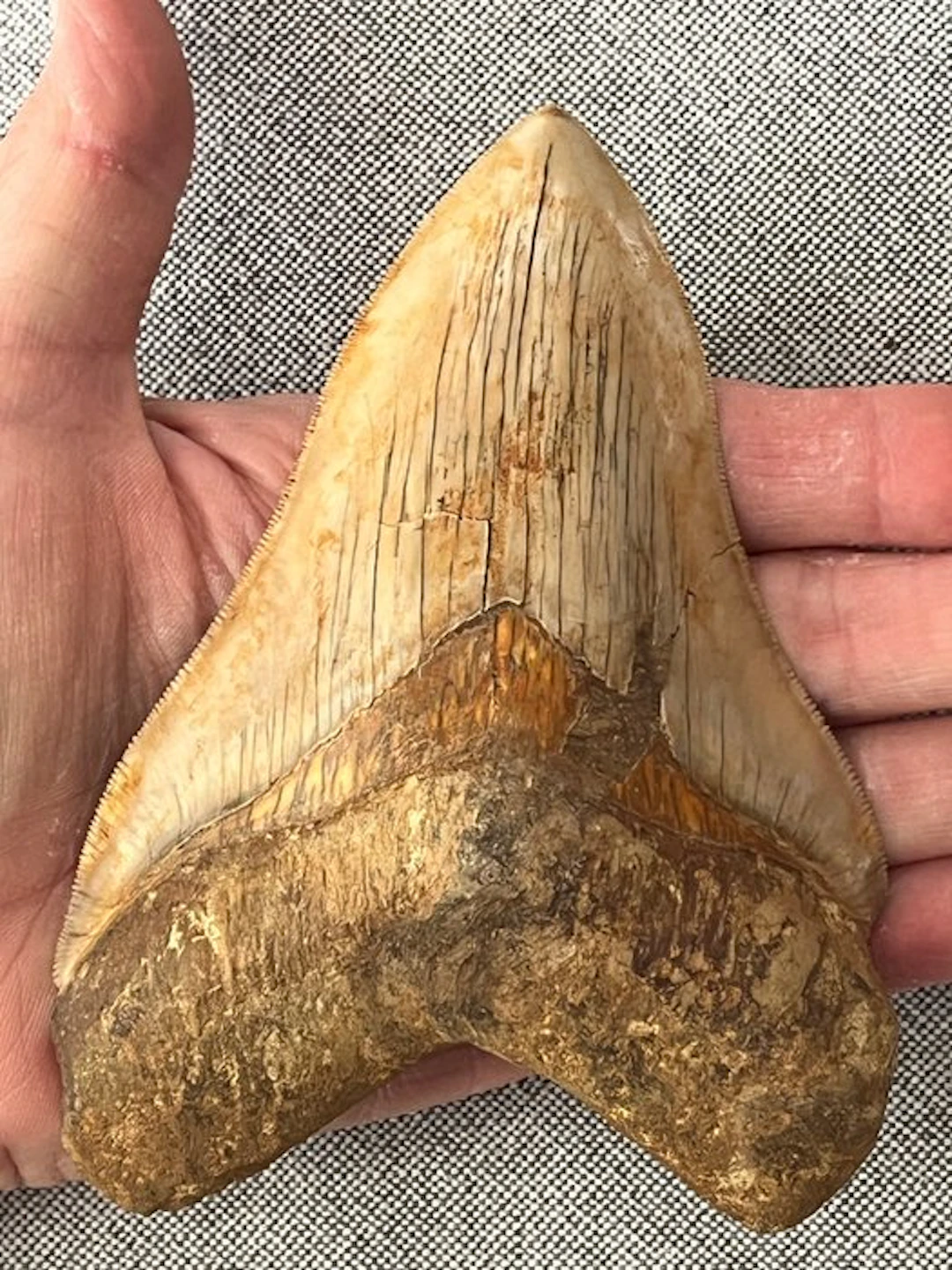 Huge Megalodon tooth 13,2 cm - Fossil tooth - Carcharocles megalodon