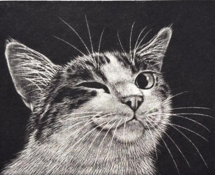 Limited Cat series "Wink" - signed numbered by the artist...