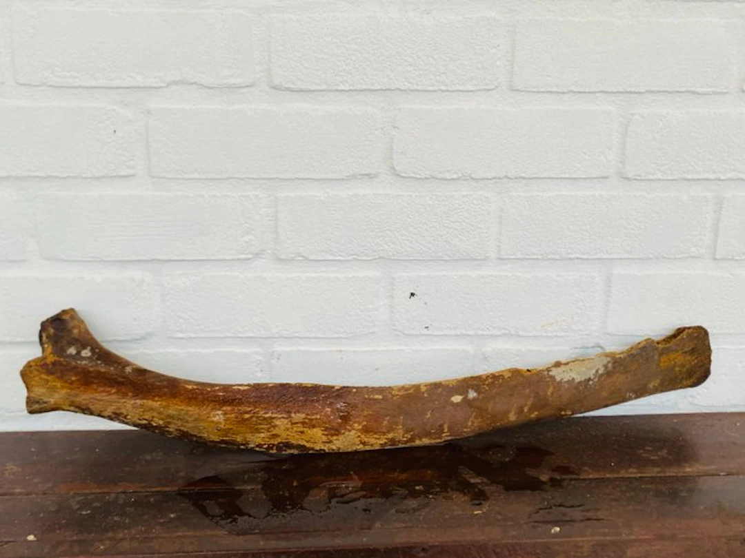 Woolly Mammoth - Fossil fragment - Mammuthus primigenius...