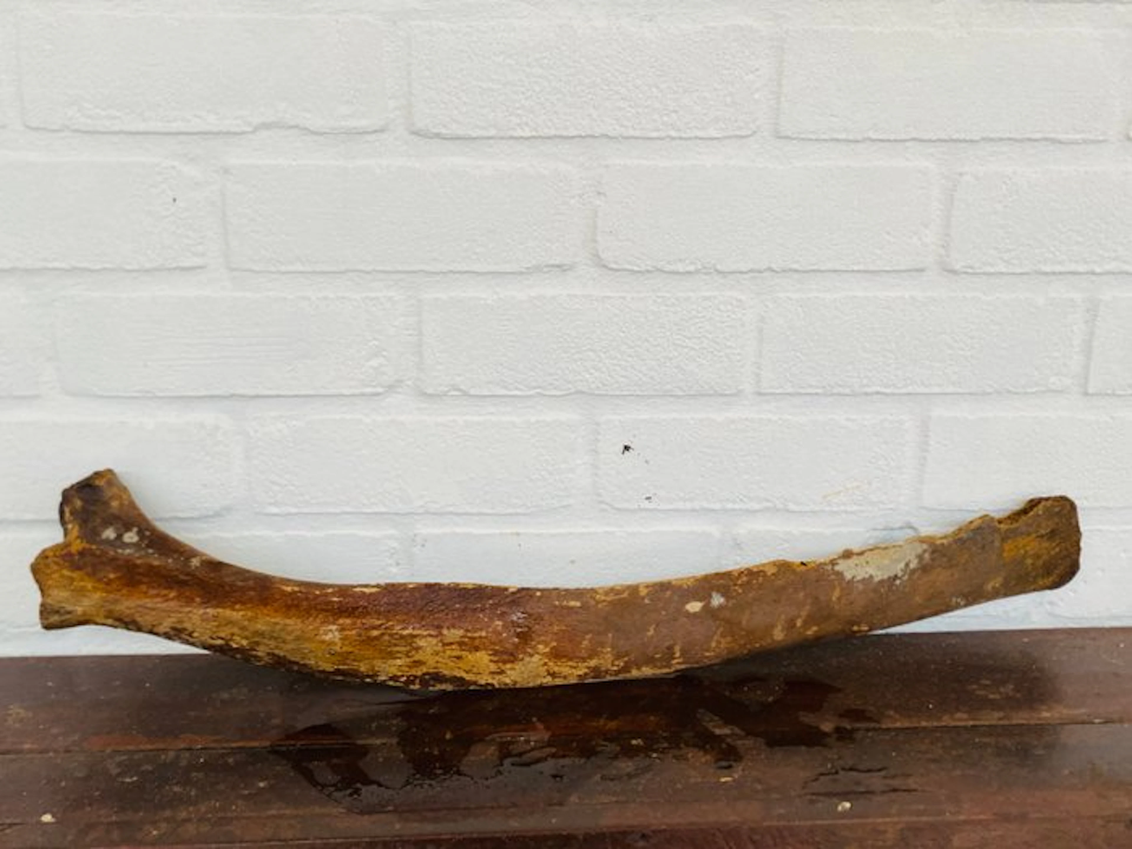 Woolly Mammoth - Fossil fragment - Mammuthus primigenius...