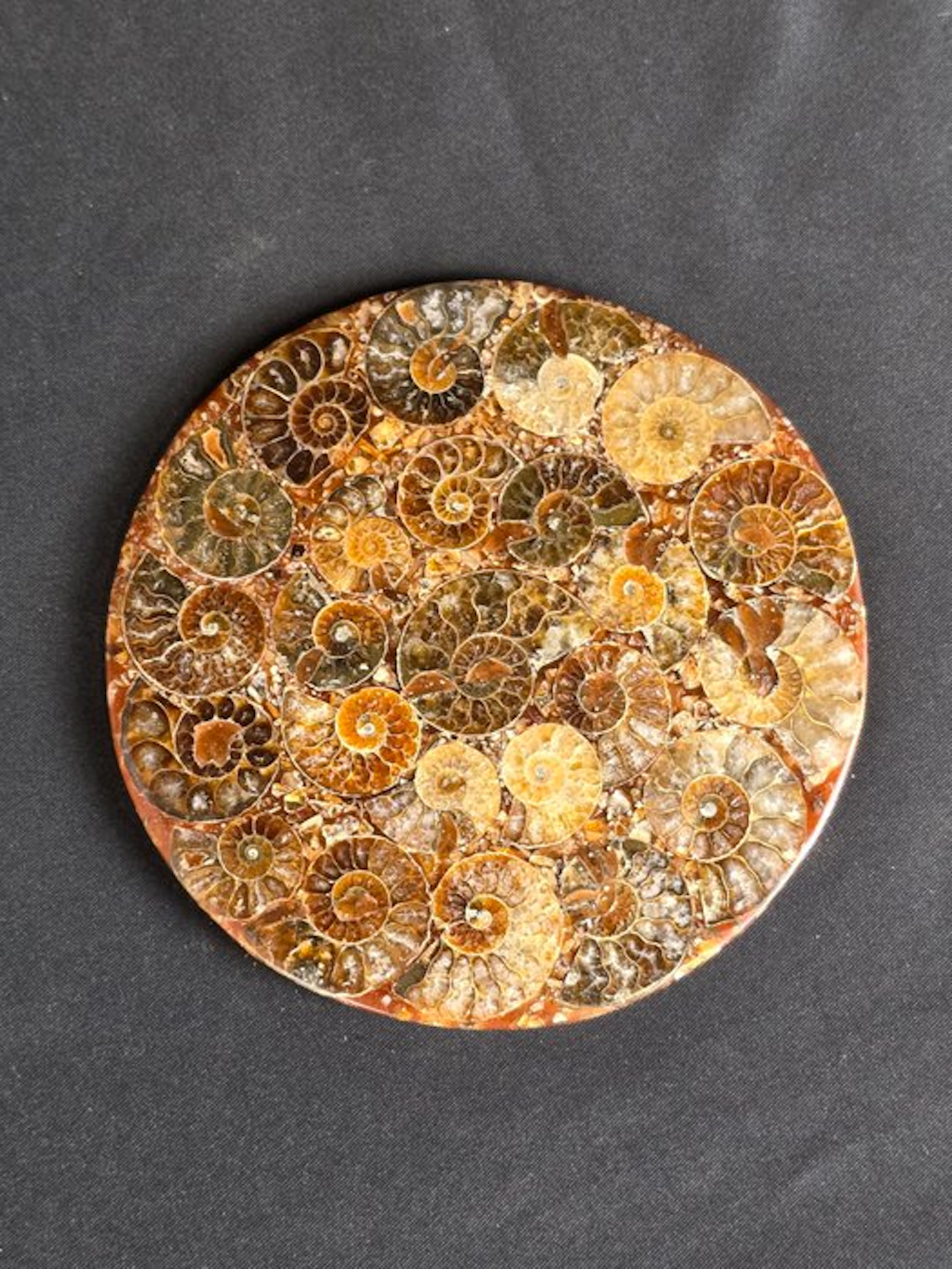 Ammonite - Fossilised animal - Aioloceras (Cleoniceras) sp