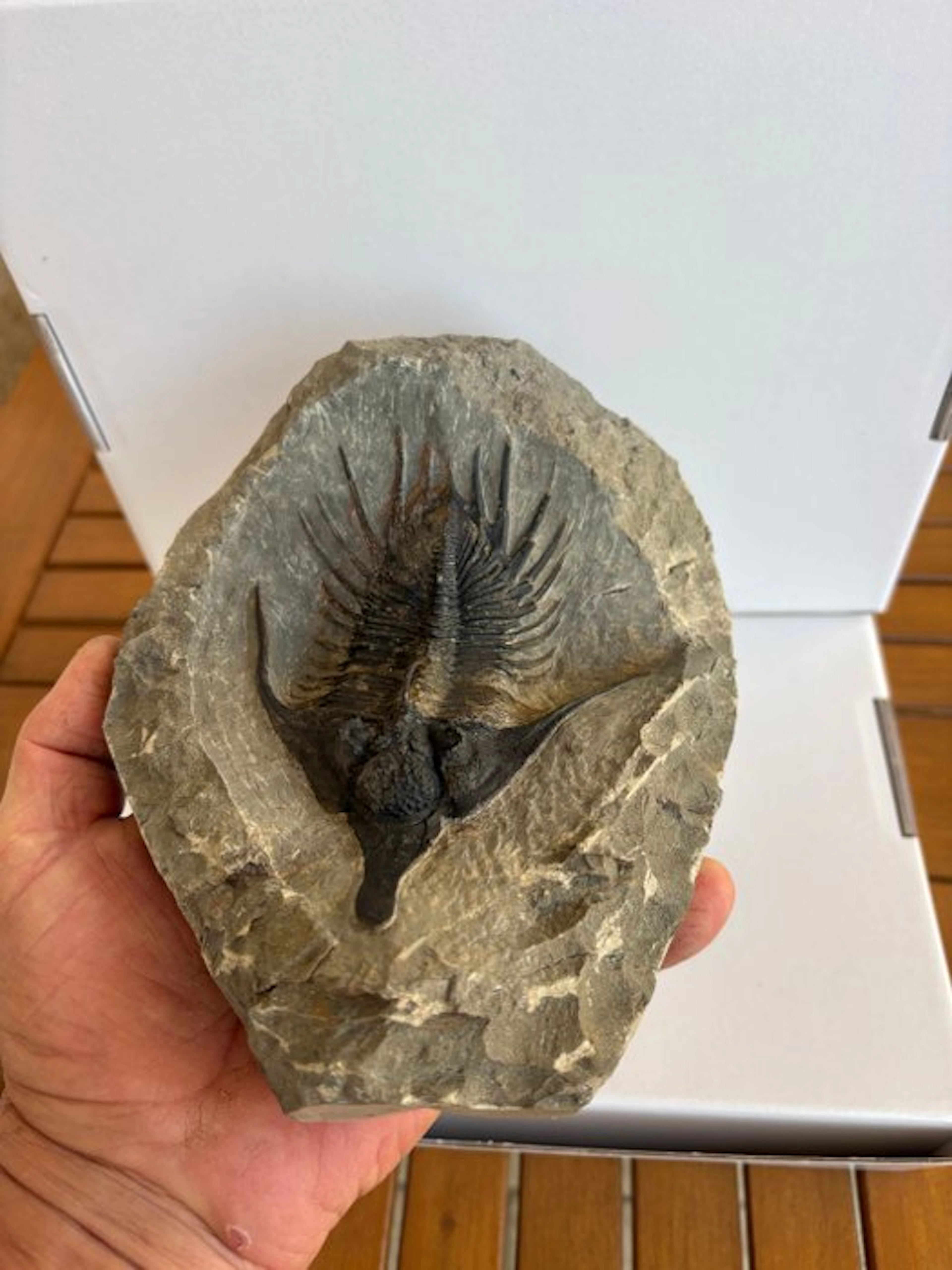 Trilobite - Fossil skeleton - Psychopyge - 9 cm - 17 cm