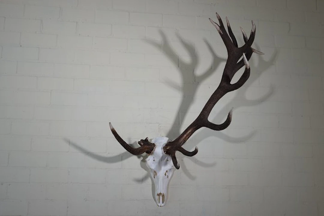 rare and abnormal Red Stag Trophy Skull - Cervus elaphus...