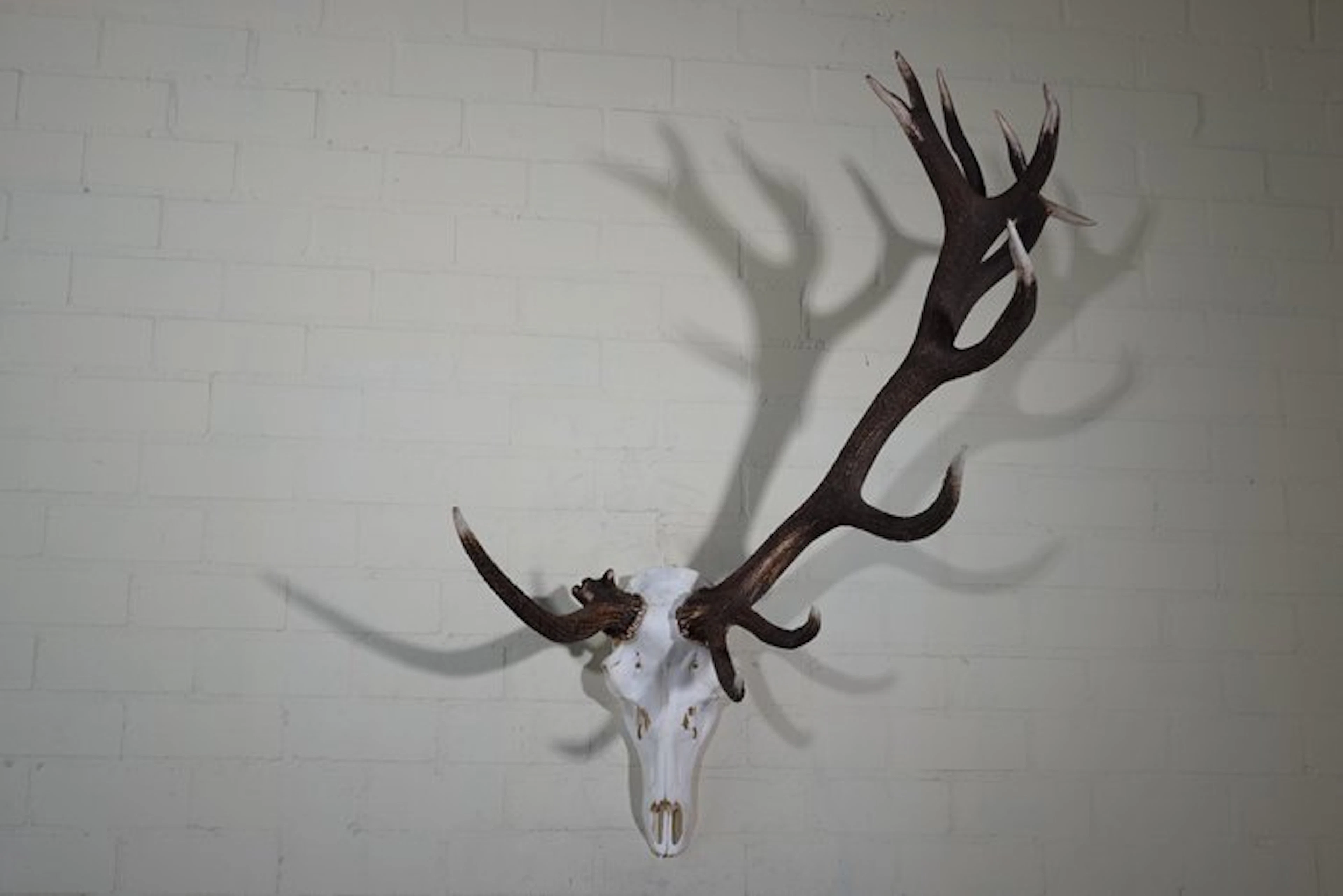 rare and abnormal Red Stag Trophy Skull - Cervus elaphus...