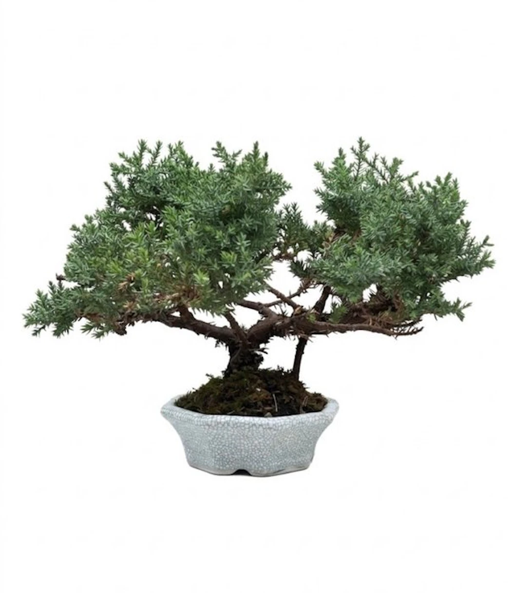 Juniper bonsai (Juniperus) - Height (Tree): 18 cm - Depth (Tree): 28 cm - Japan