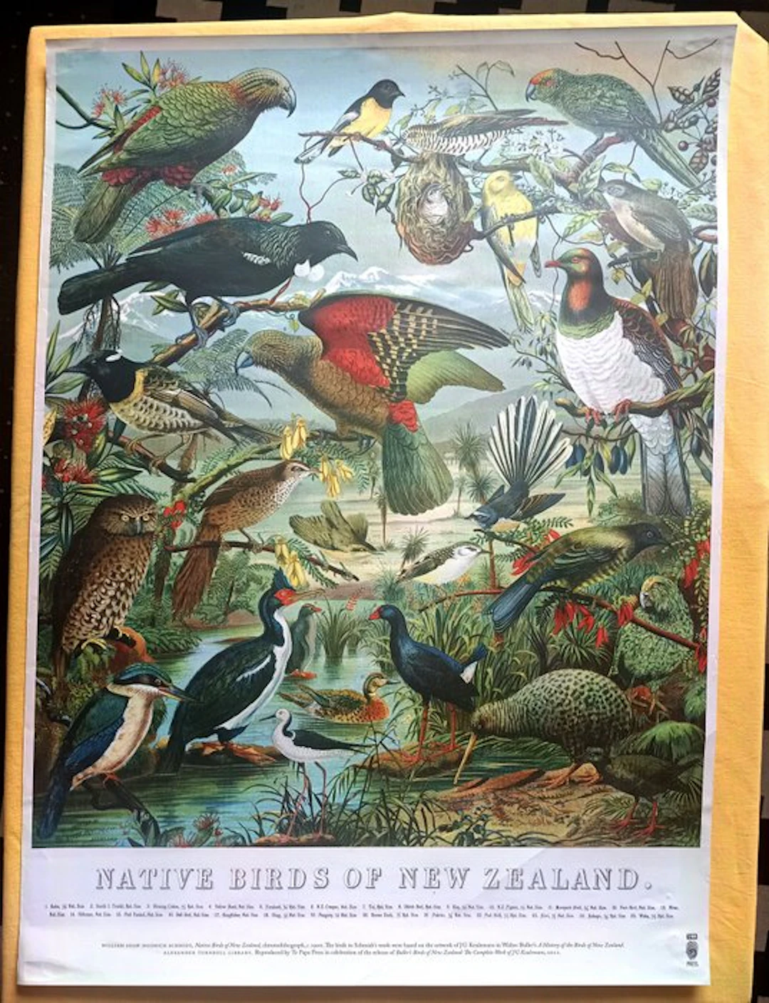 William Shaw Diedrich Schmidt - Native Birds of New Zealand - 1900s