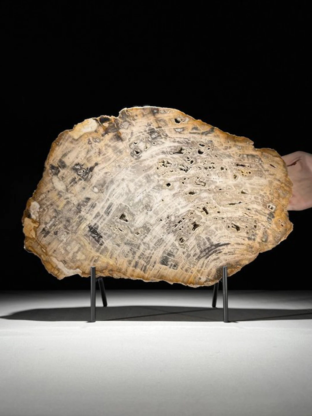 C-Stunning Large Slice of Petrified Wood on a custom...