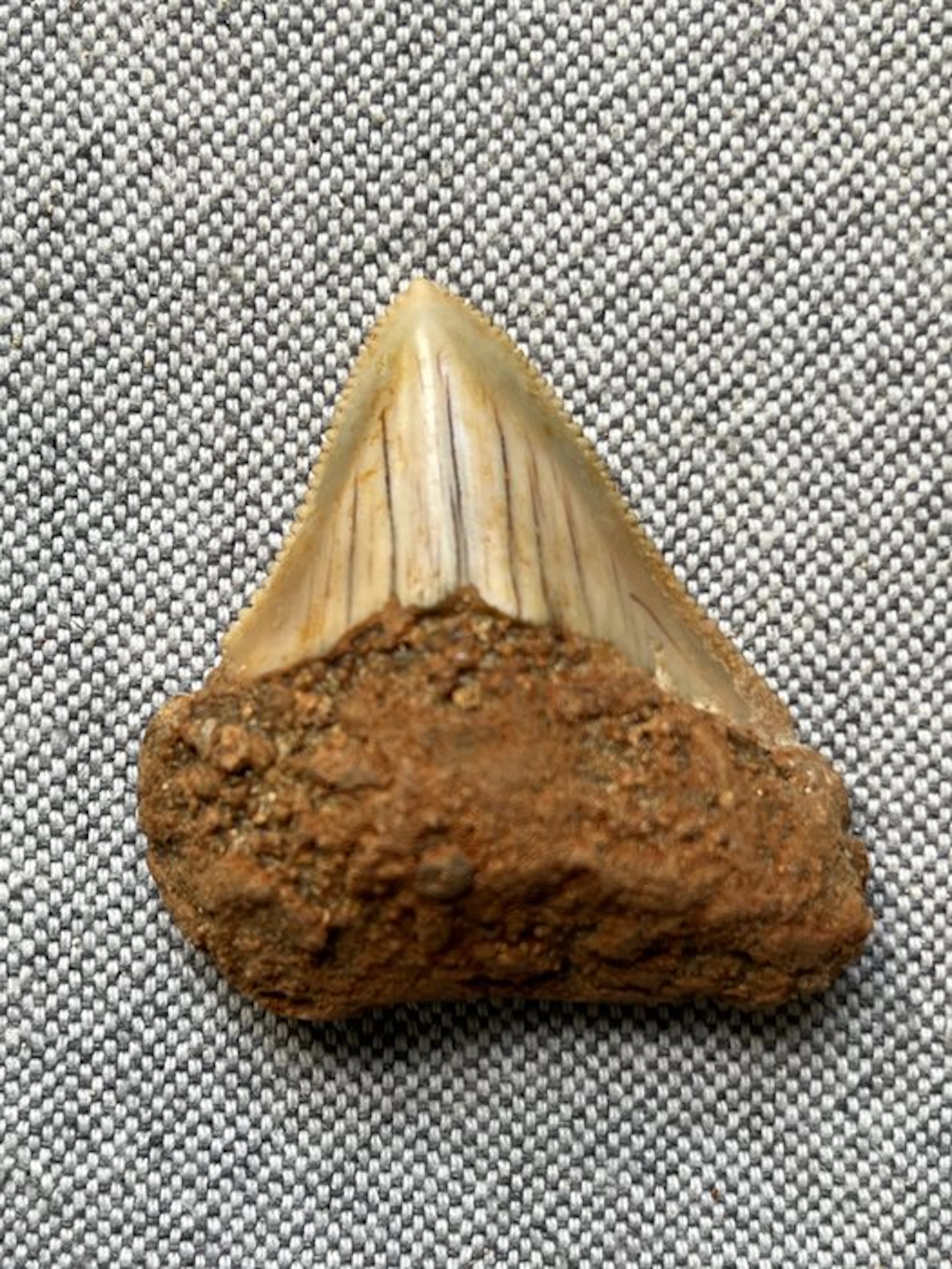 Megalodon tooth 5,0 cm - Fossil tooth - Carcharocles...