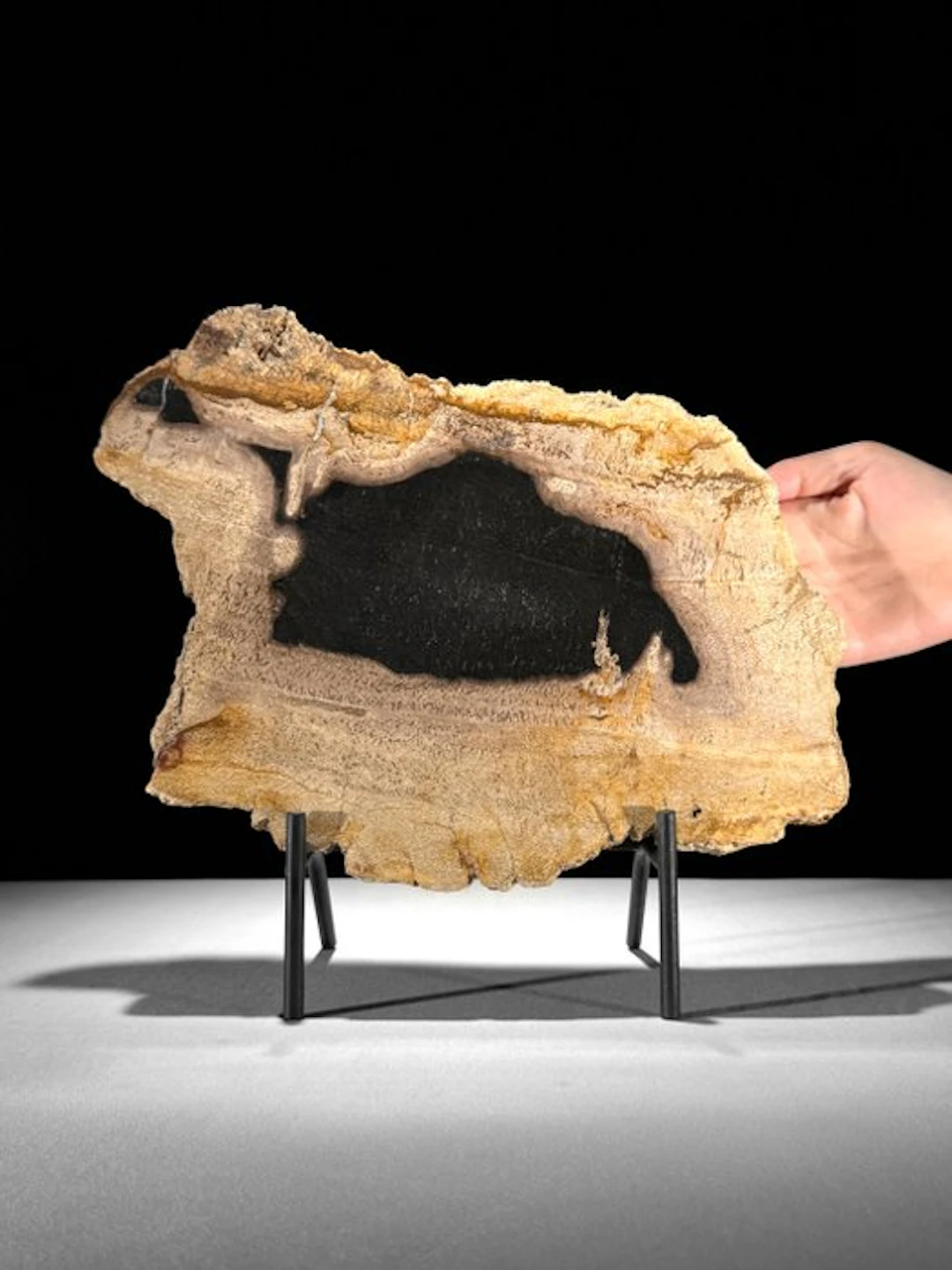 Stunning Slice of Petrified Wood on a custom stand...