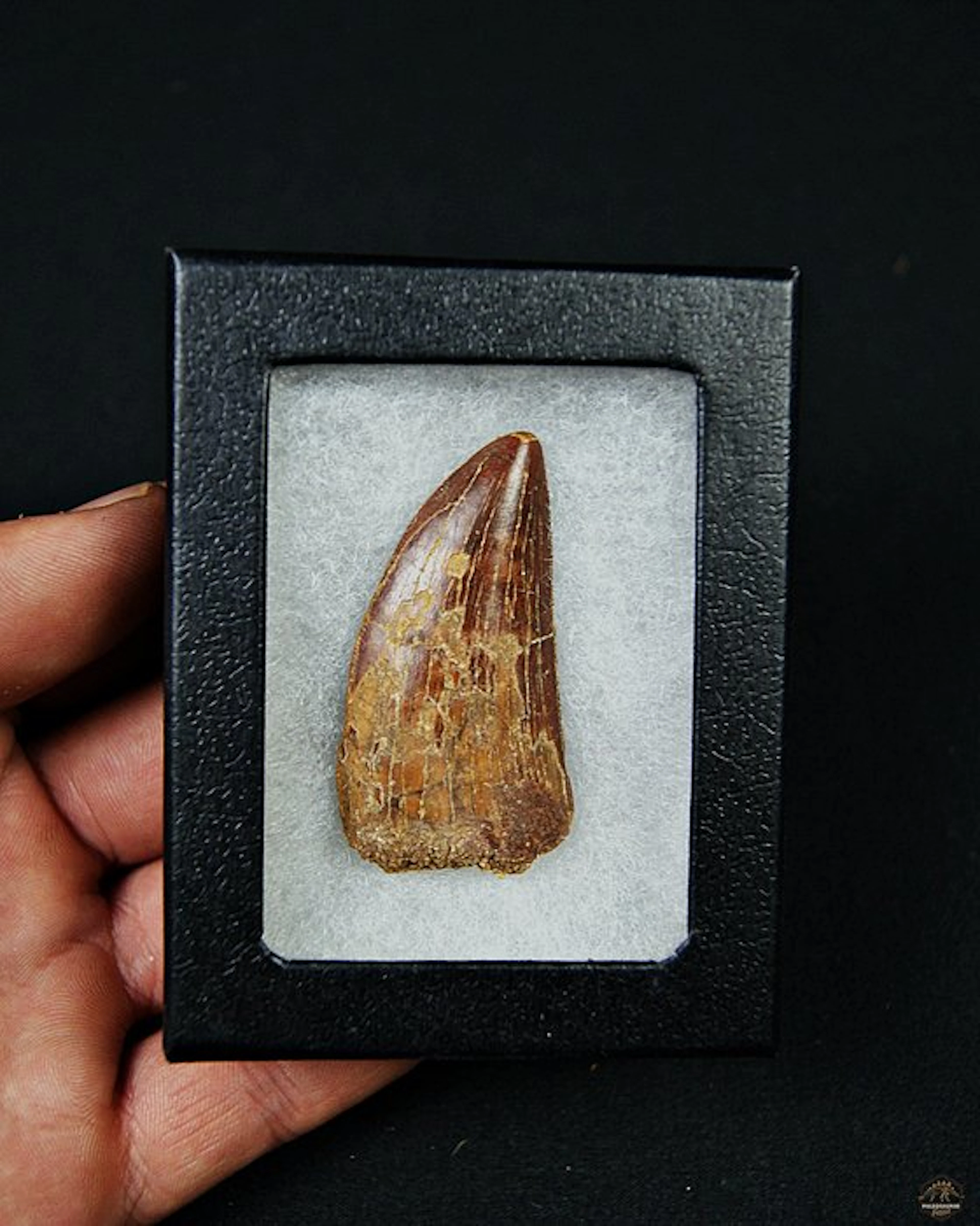 Dinosaur - Fossil tooth - Carcharodontosaurus saharicus - 5 cm