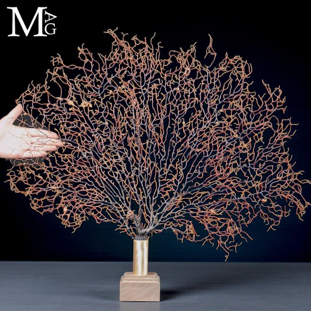 Intricate Large Gorgonian Sea Fan Fan-Shaped Natural...