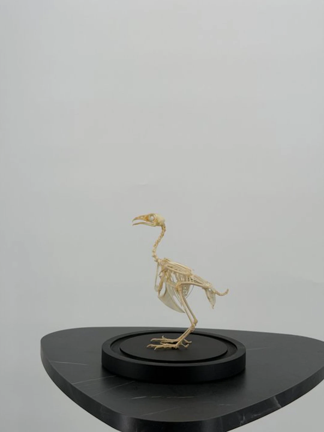 Kip Taxidermy full body mount - Gallus gallus domesticus...