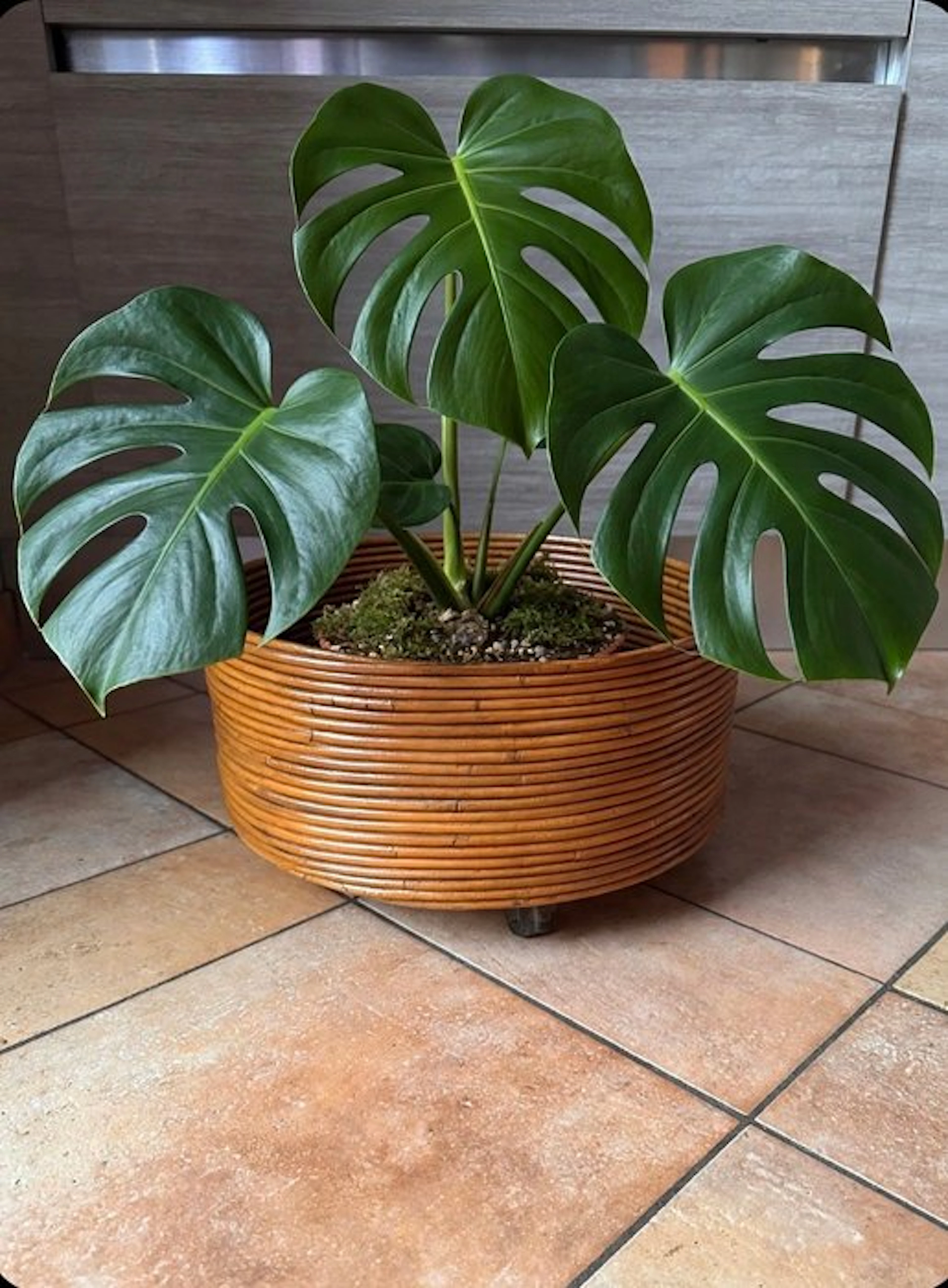 Jardinière - Bamboo - Gabriella Crespi Style