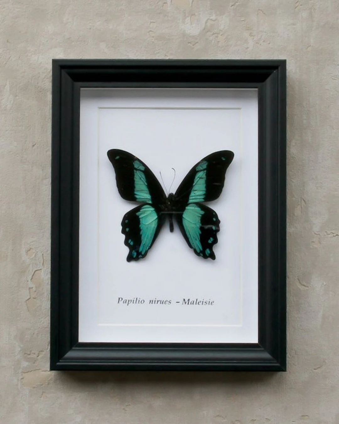 Butterfly Taxidermy full body mount - papilio nirues...