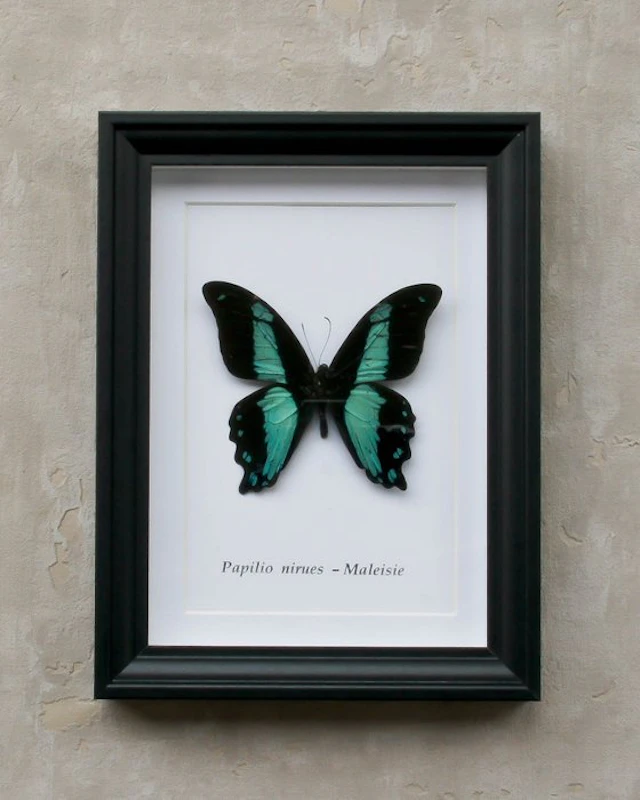 Butterfly Taxidermy full body mount - papilio nirues...