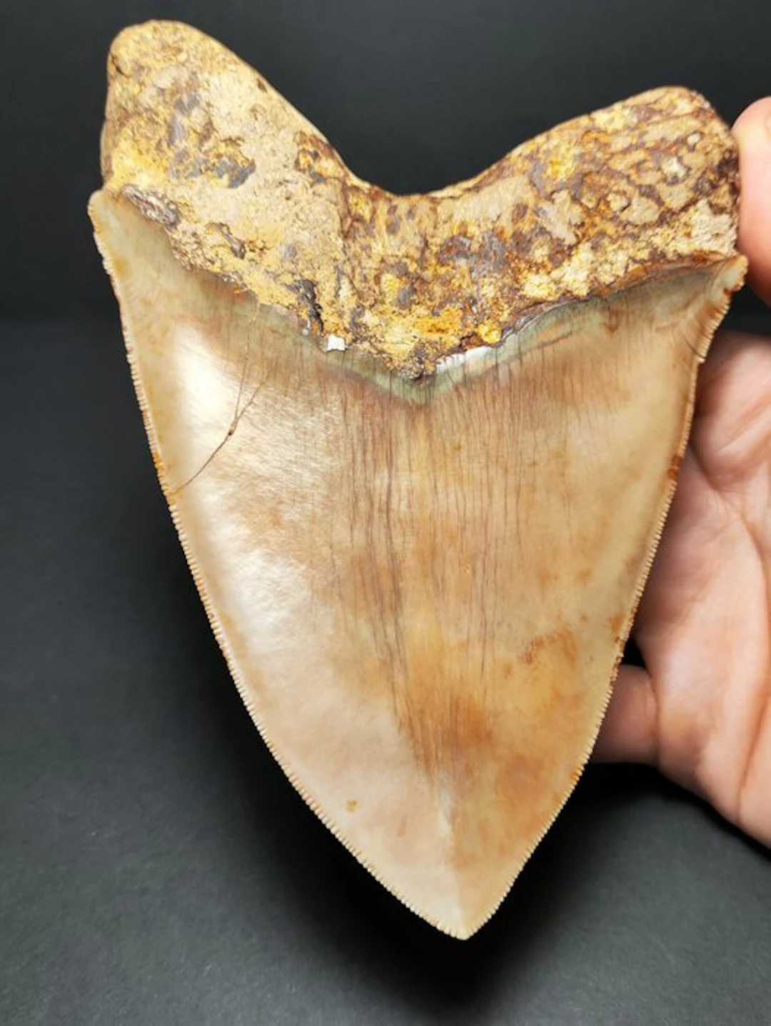 Megalodon - Fossil tooth - Otodus megalodon - 14.28 cm - 5.62 in