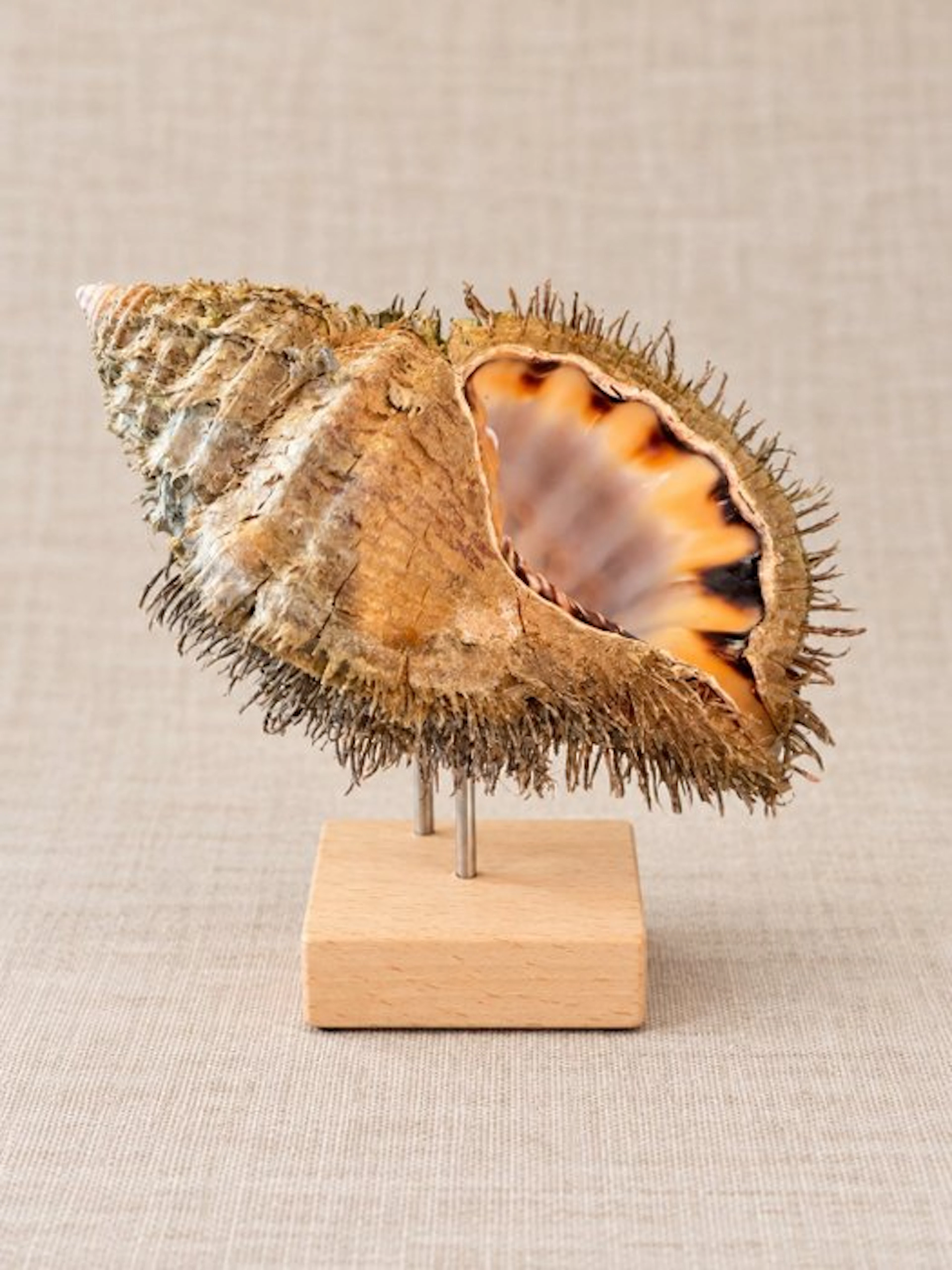 Gastropod Sea shell - Monoplex parthenopeus (No reserve price)