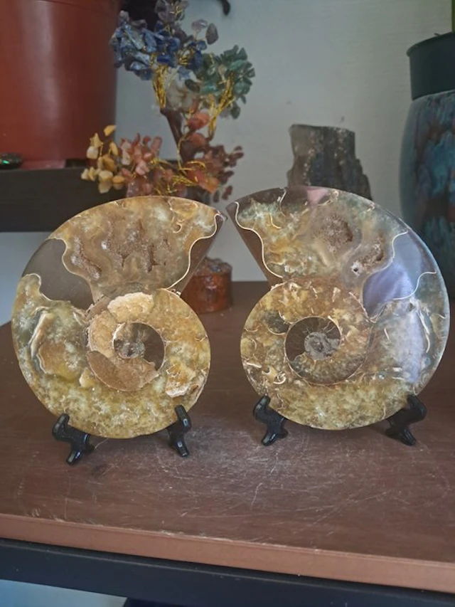 Ammonite - Fossilised animal - Aioloceras (Cleoniceras) sp