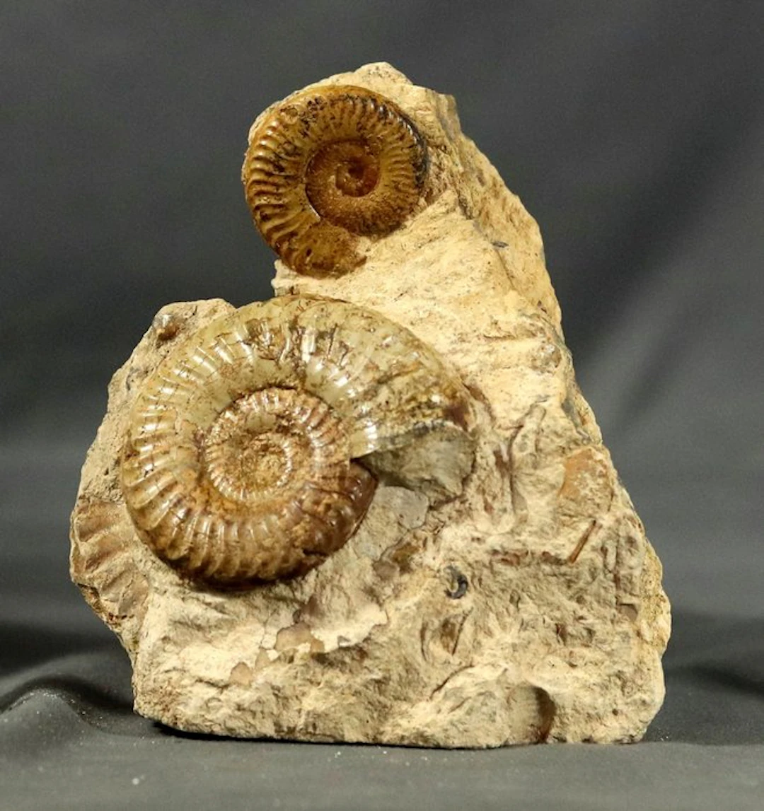 Fine Ammonite with nice colors - Self standing...
