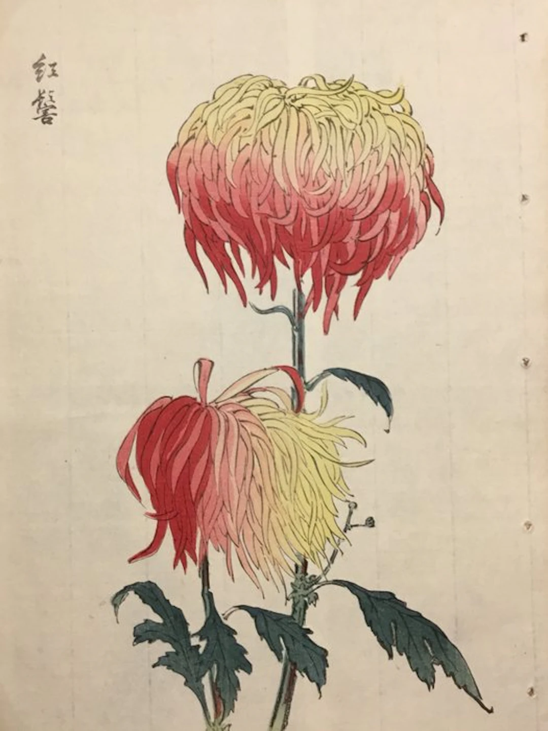 Benikaburo chrysant (ronde karmijnrode chrysant) - Keika Hasegawa (act