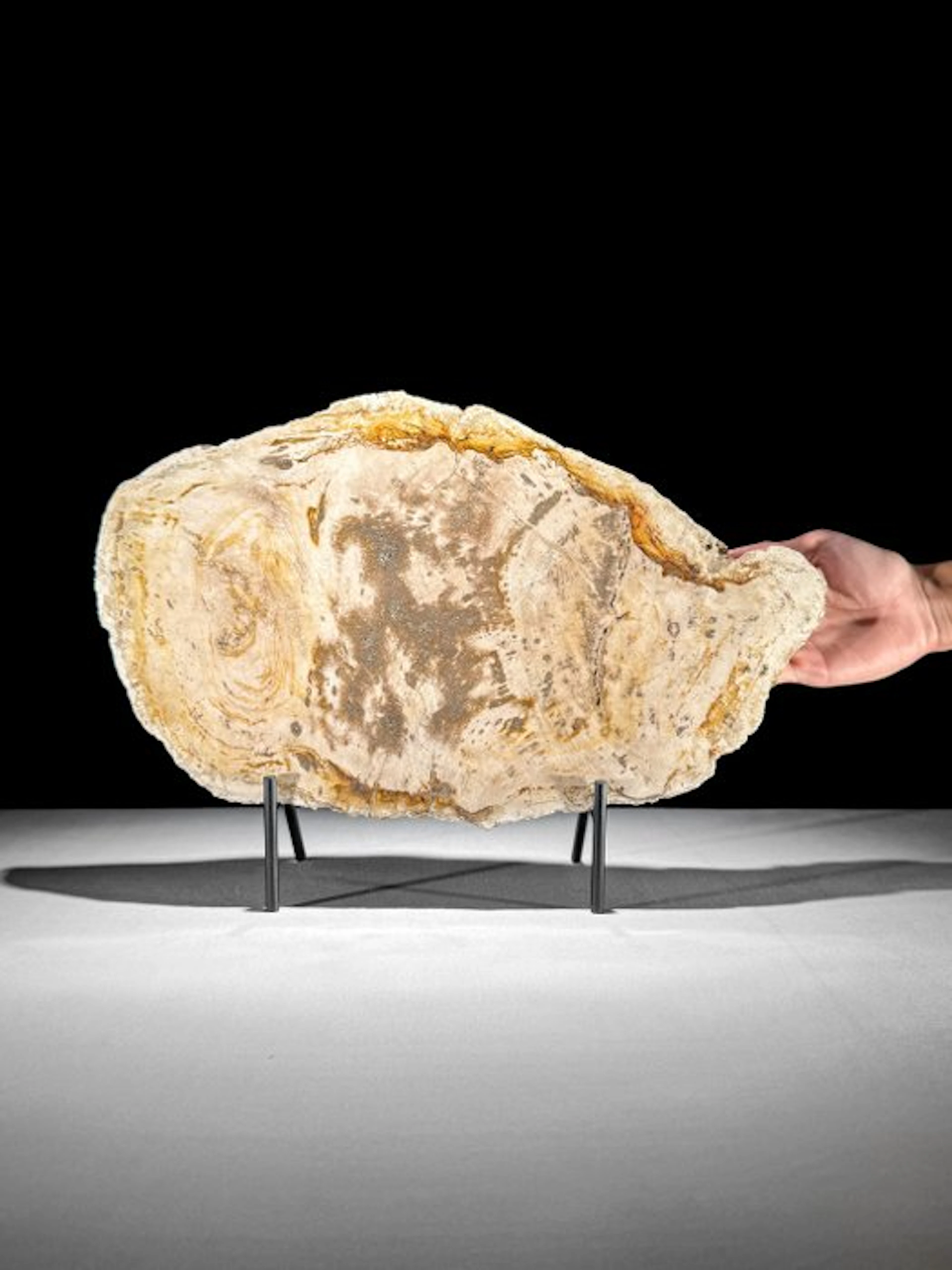 Stunning slice of Petrified Wood on a custom stand...