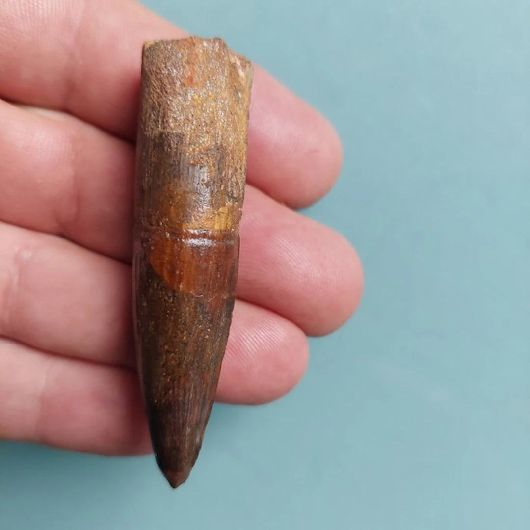 Spinosaur - Fossil tooth - 70 mm - 18 mm