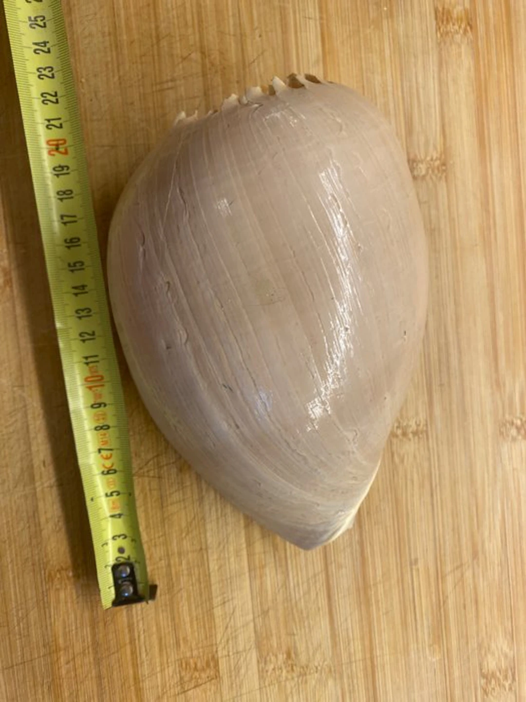 Conch Sea shell - Famiglia delle olividae (No reserve price)